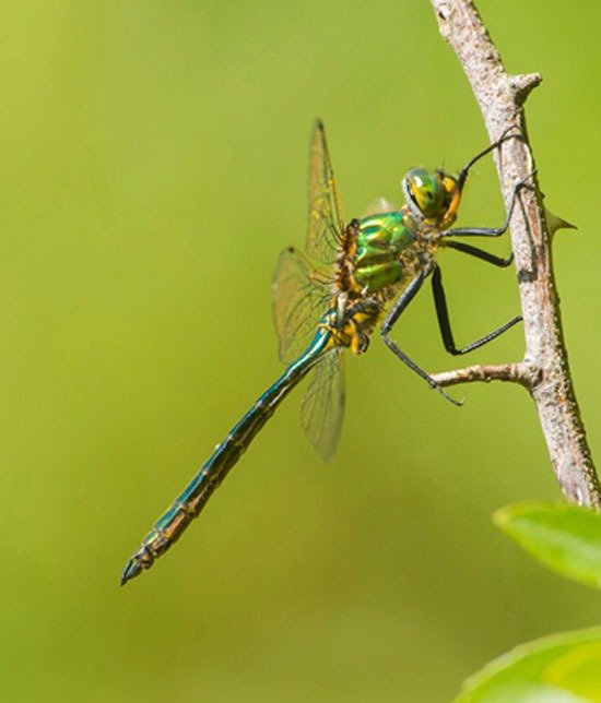 Featured image for “Dragonfly”