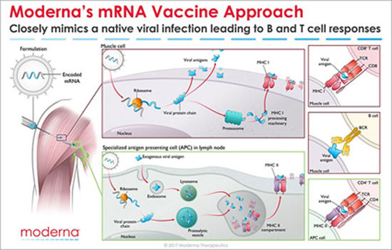 Featured image for “Από τις μεταλλάξεις στον “αναπρογραμματισμό”:  η προέλαση της γενετικής μηχανικής”