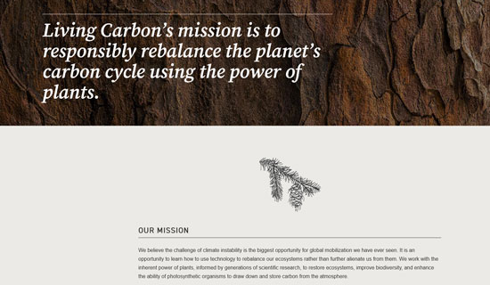 Featured image for “A very peppy poplar”