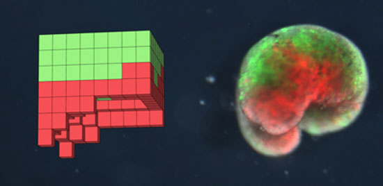 Featured image for “anthrobots: «η τρίτη κατάσταση»”