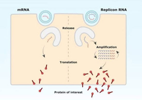 Featured image for “replicon: η επιτάχυνση της βιοτεχνολογικής εφόδου”